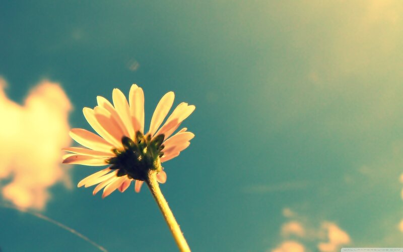 Single Daisy Flower — Blue, Serene