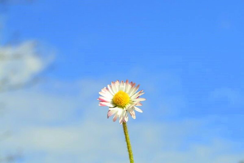 Single Daisy Flower — Blue