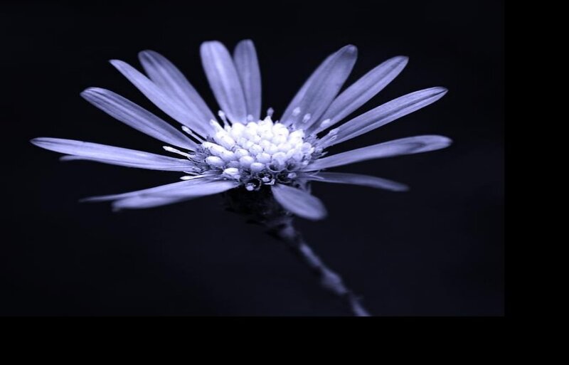 Single Daisy Flower — Purple
