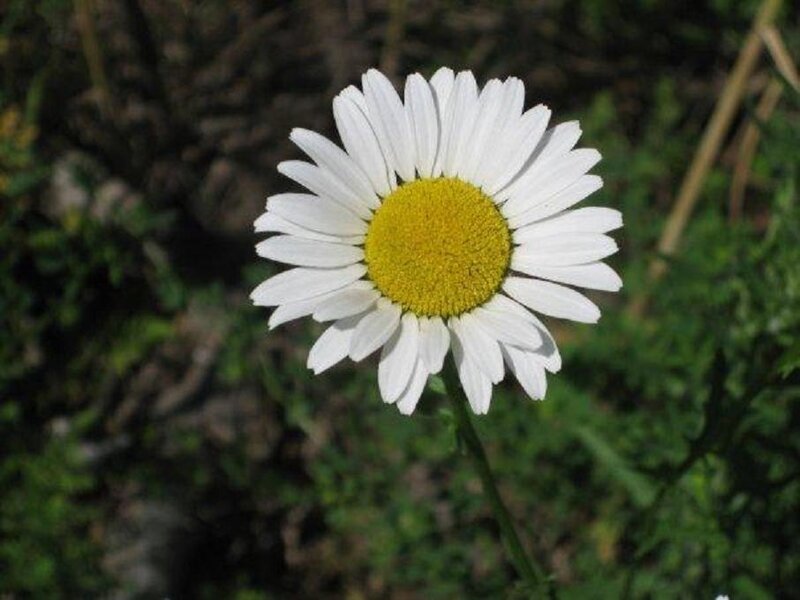 Single Daisy Flower