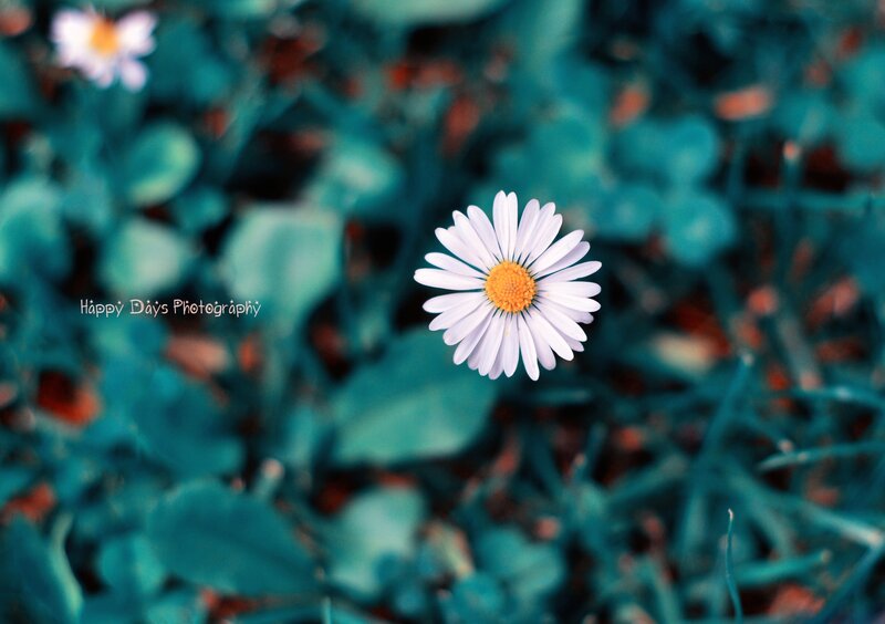 Single Daisy Flower — White