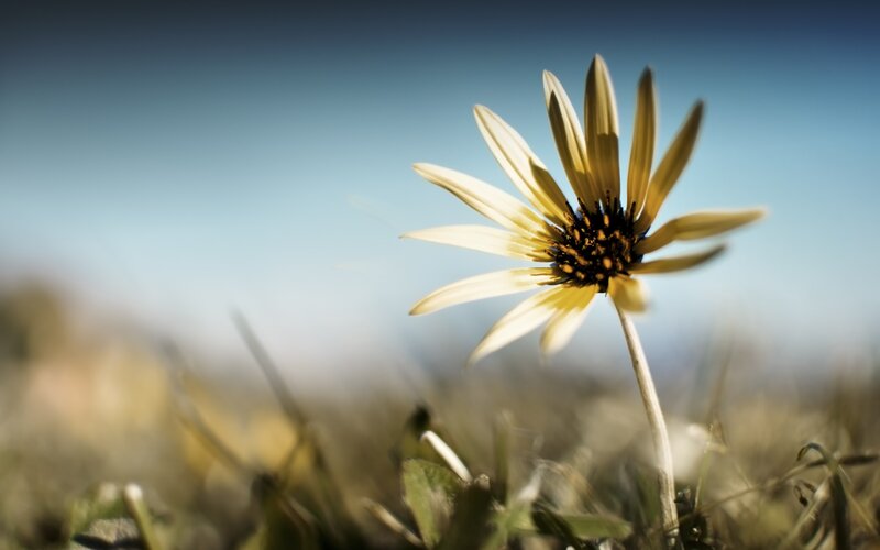 Single Daisy Flower — Yellow