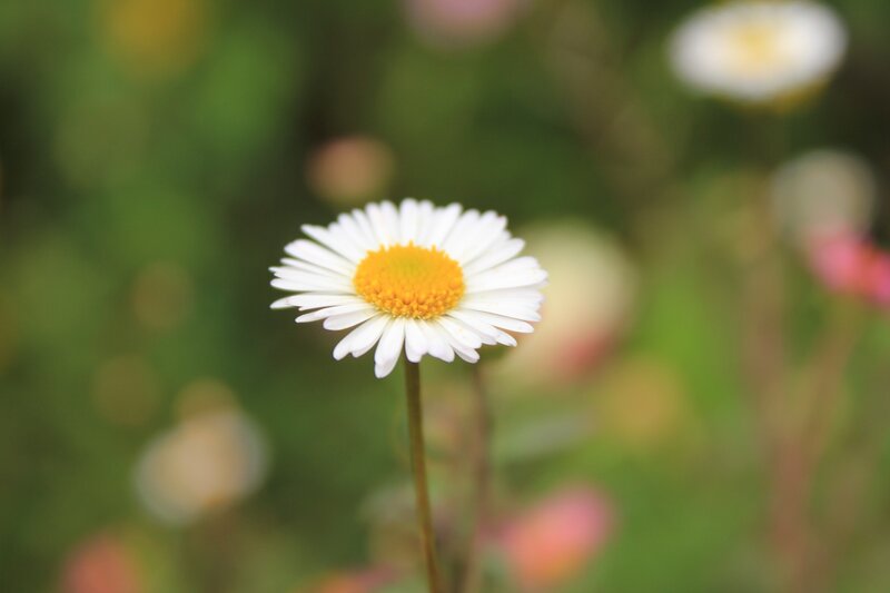 Single daisy in a field