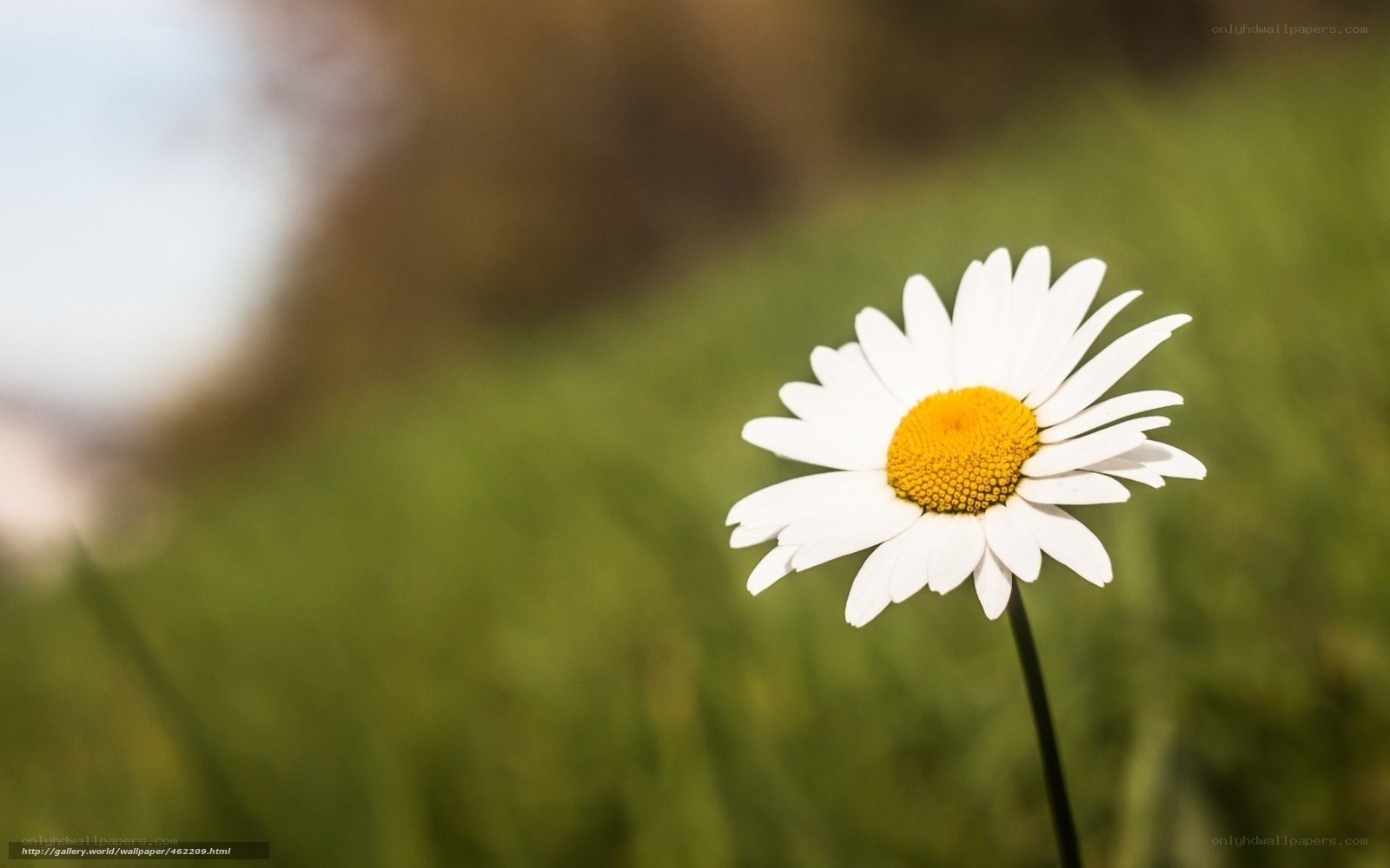 Single daisy in a field