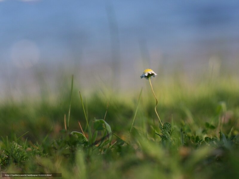 Single daisy in a grassy field