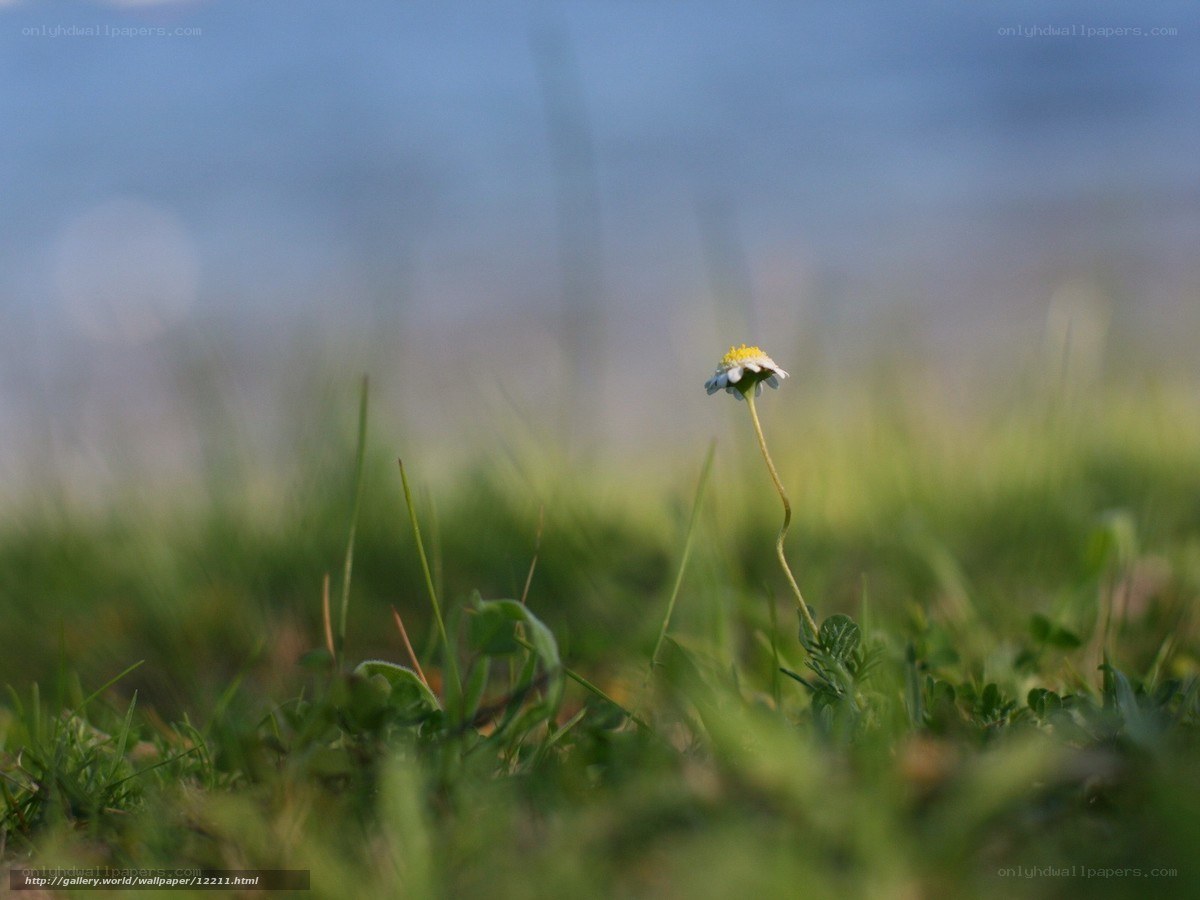 Single daisy in a grassy field