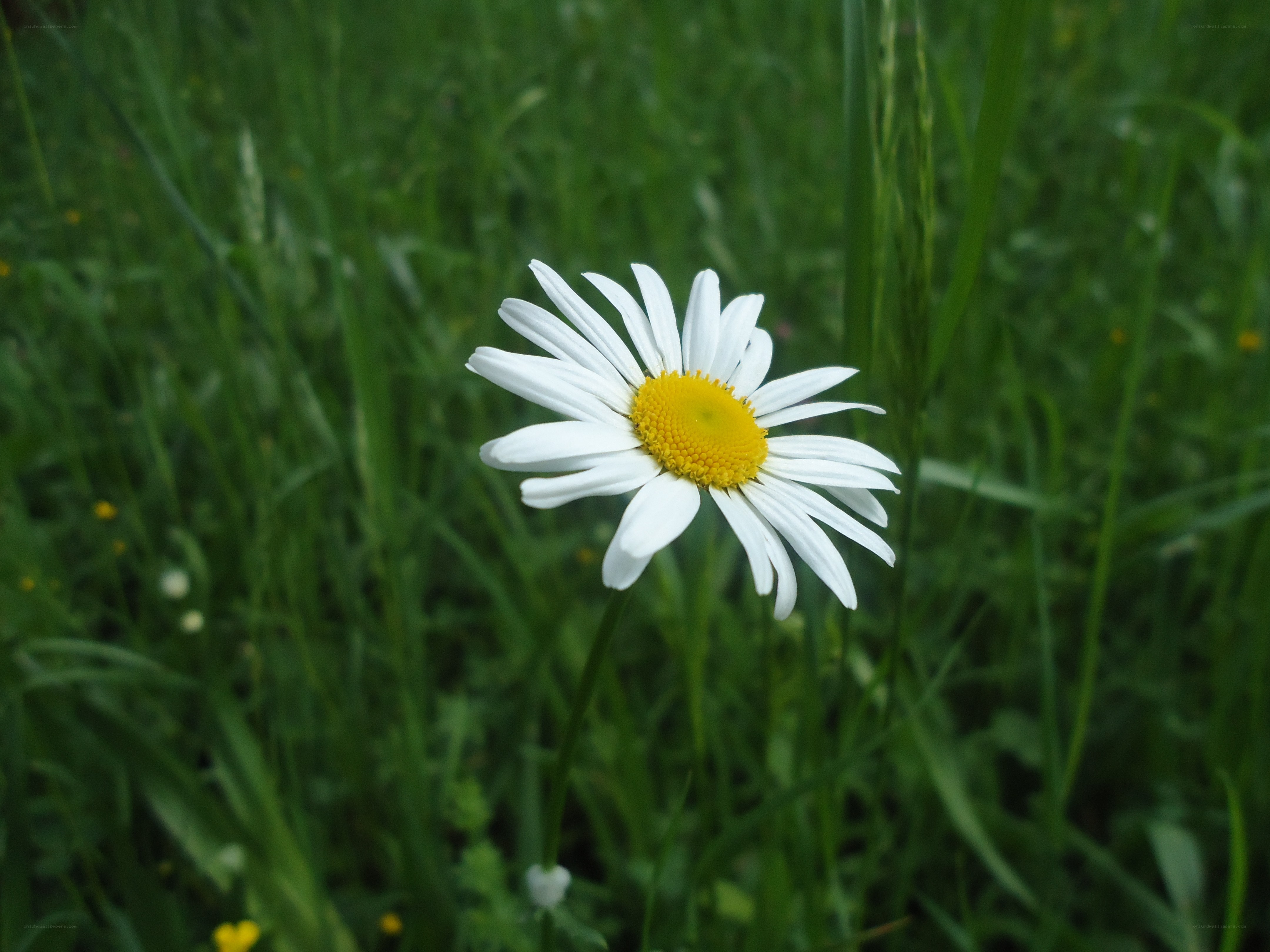 Single daisy in a green field