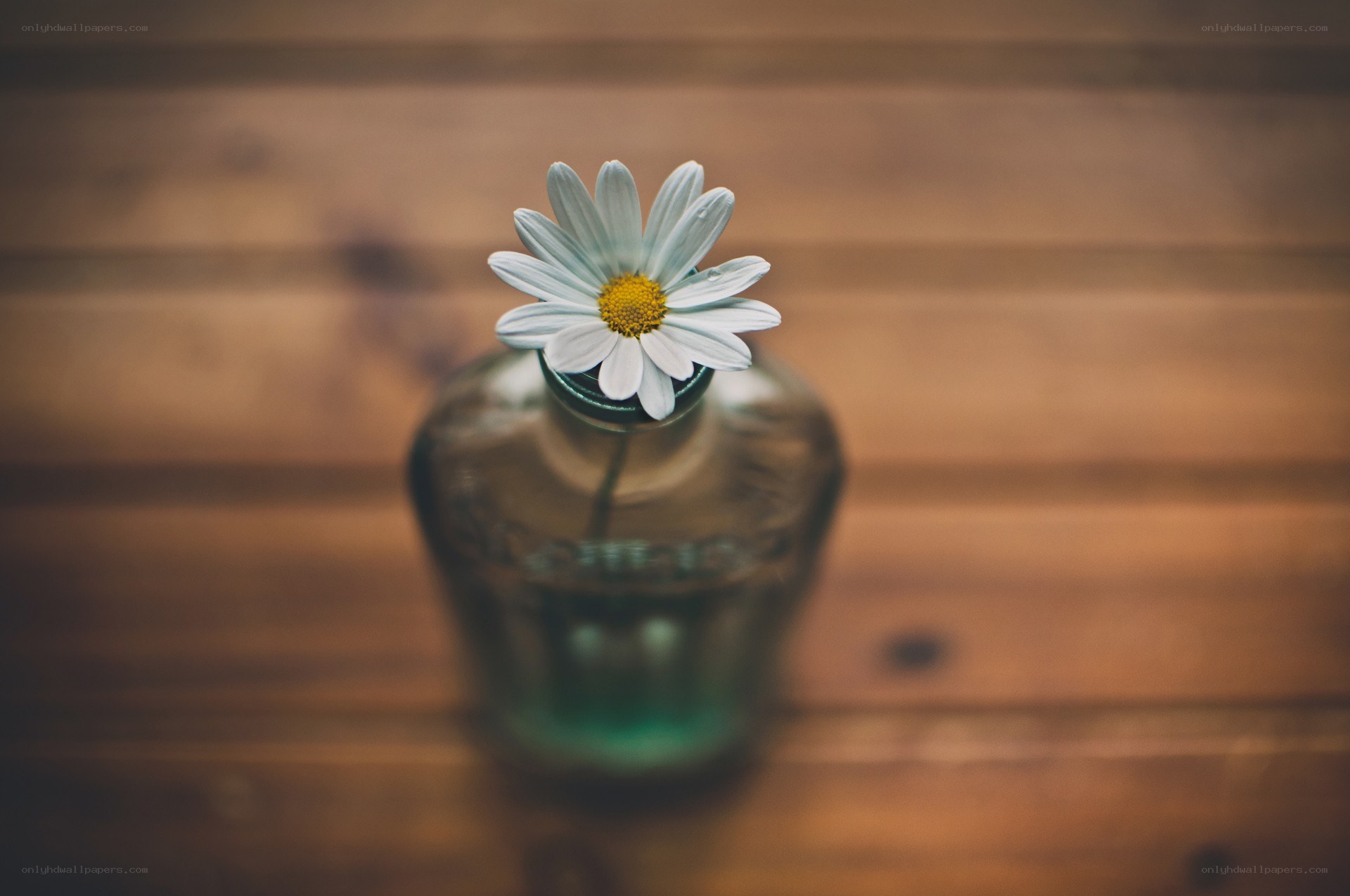 Single daisy in a vase