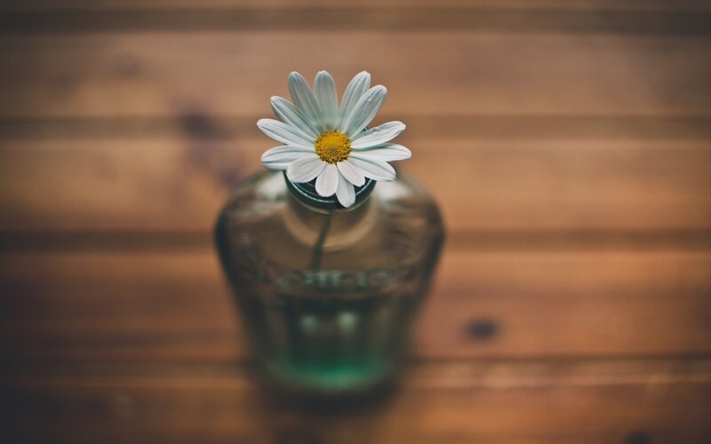 Single daisy in a vase