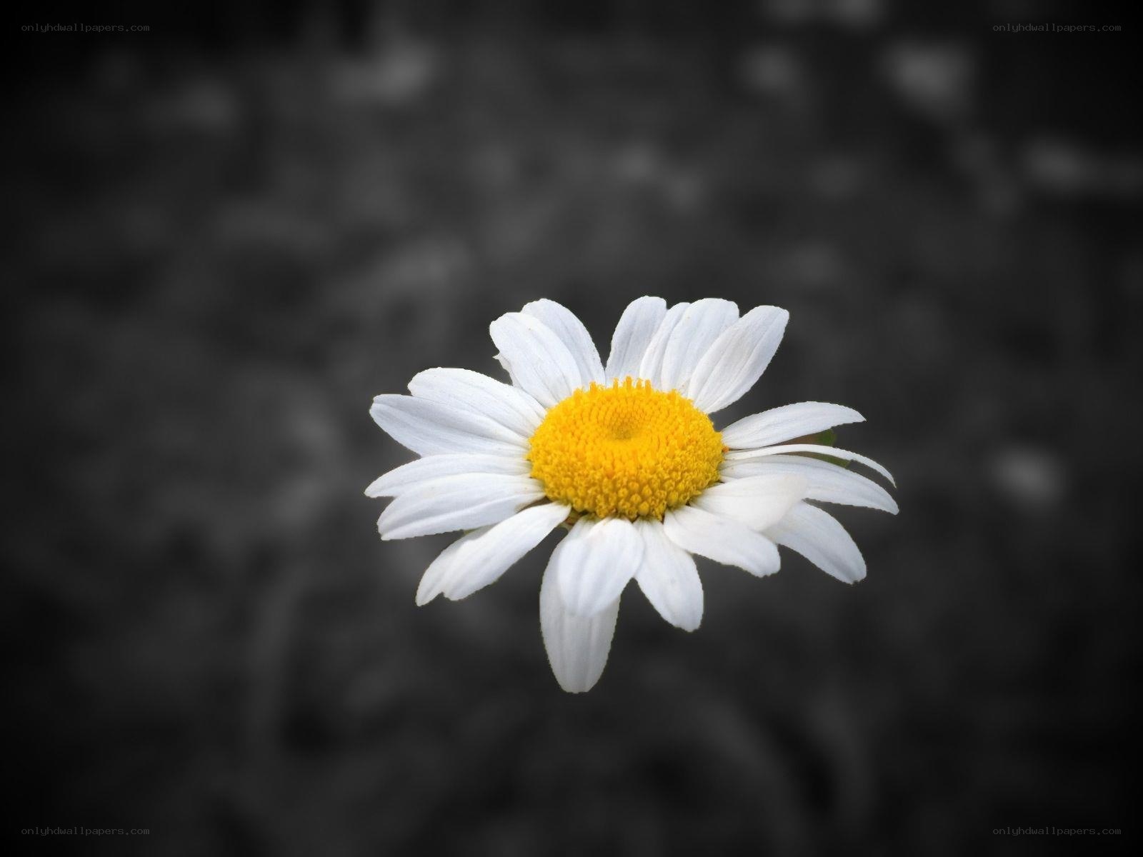 Single daisy in black and white