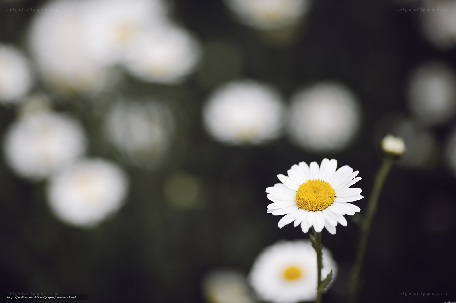 Single daisy in focus