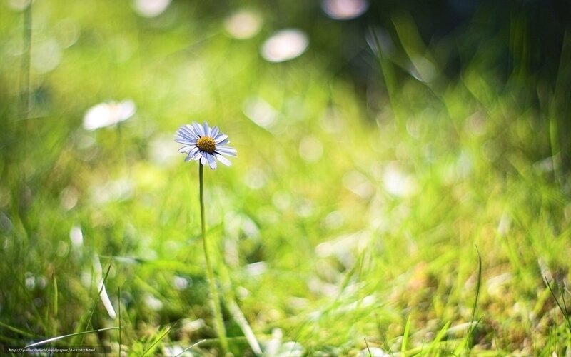 Single Daisy in Grass — Green, Serene