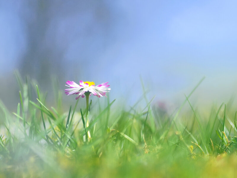 Single Daisy in Grass — Green