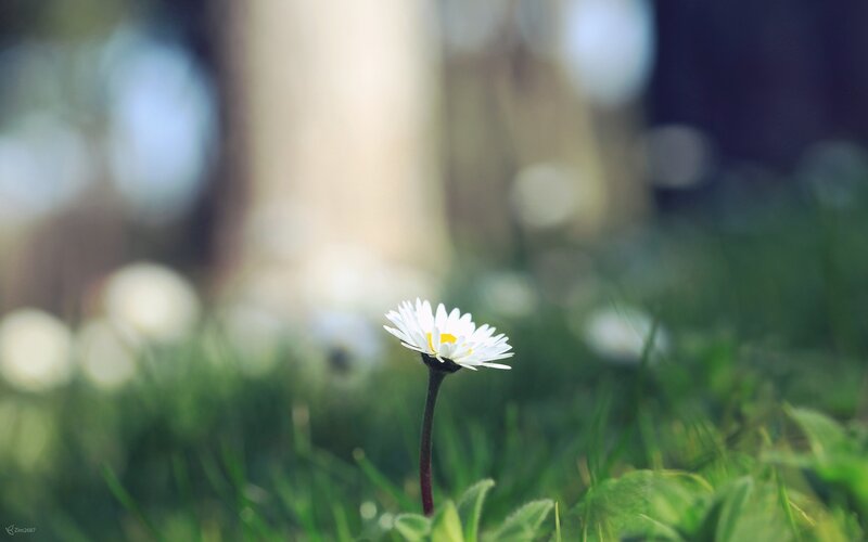 Single daisy in grass