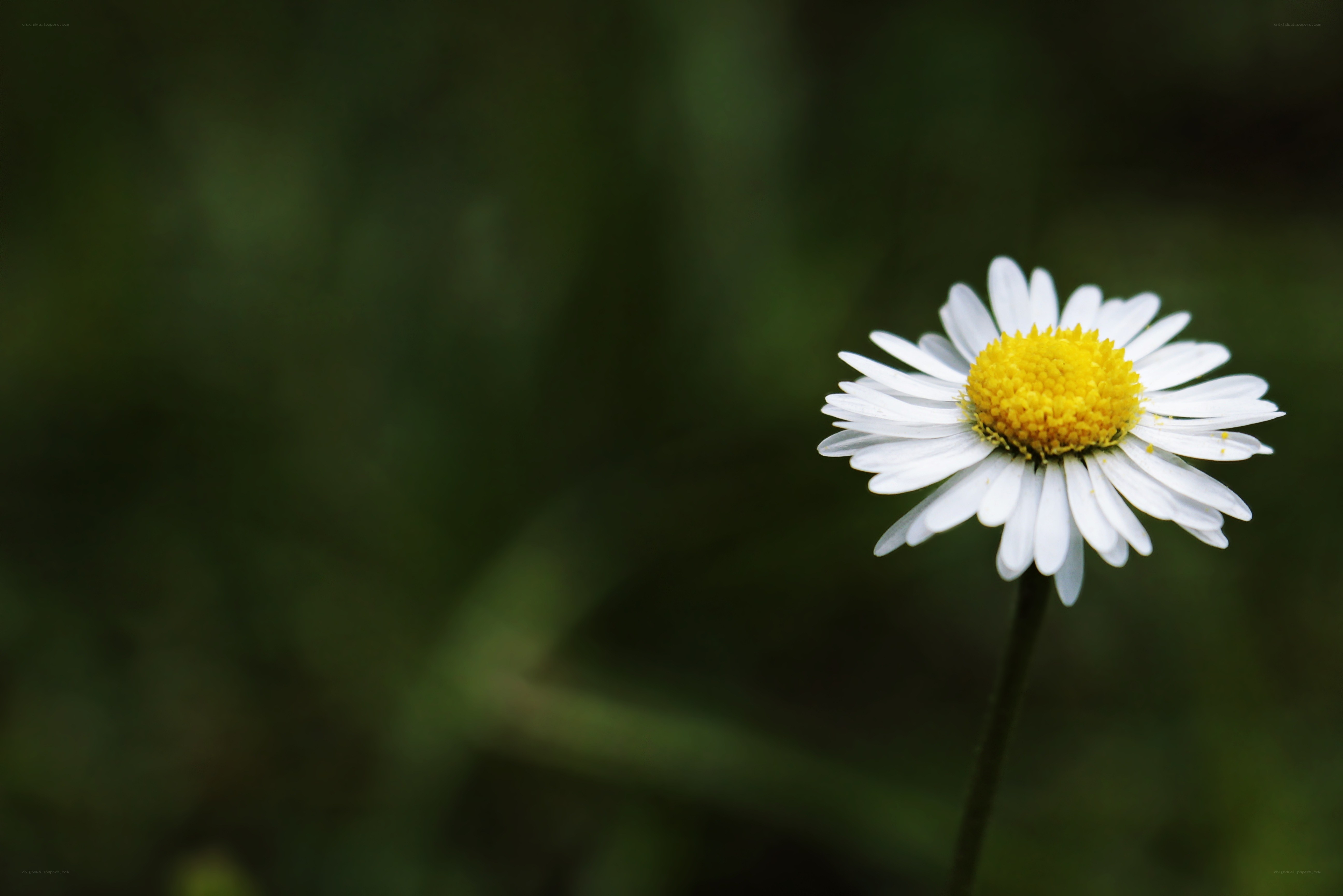 Single daisy in green field