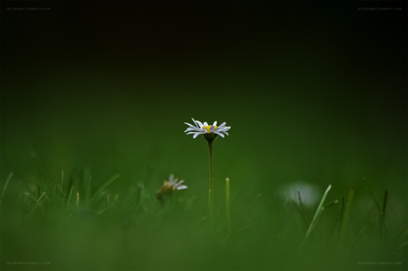 Single daisy in green grass
