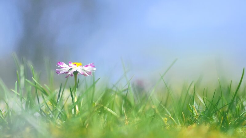 Single daisy in green grass