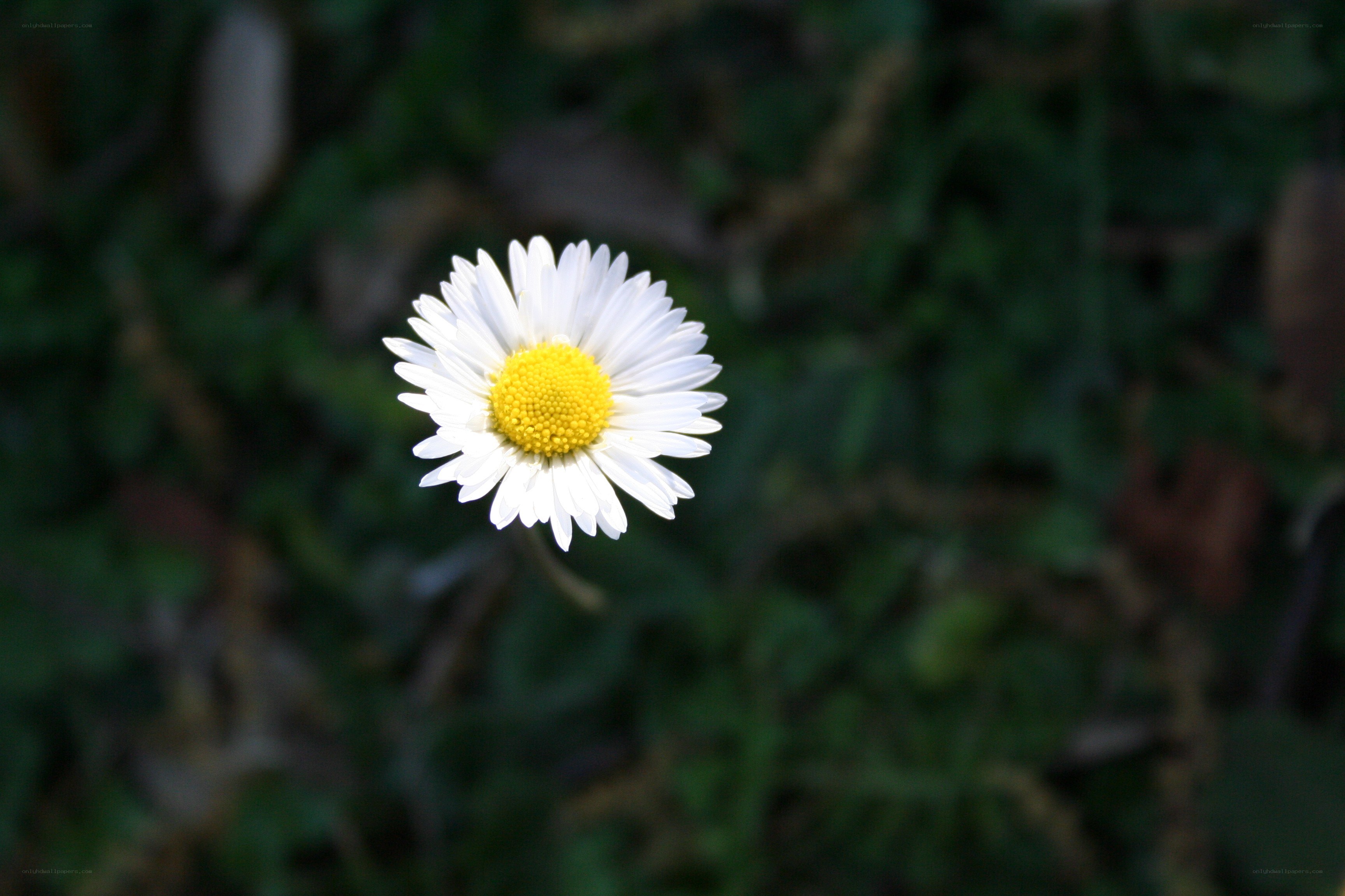 single daisy in greenery