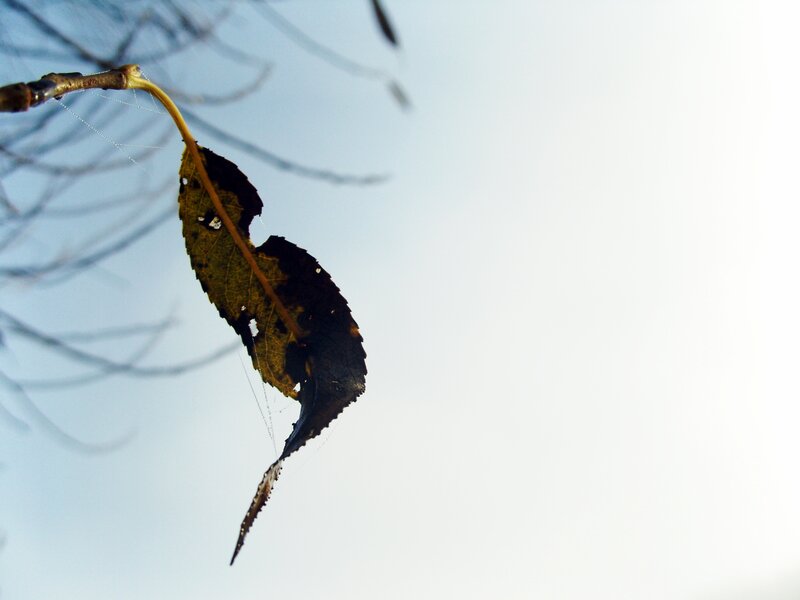 Single Decaying Leaf