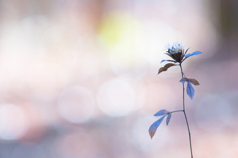 Single Dried Flower