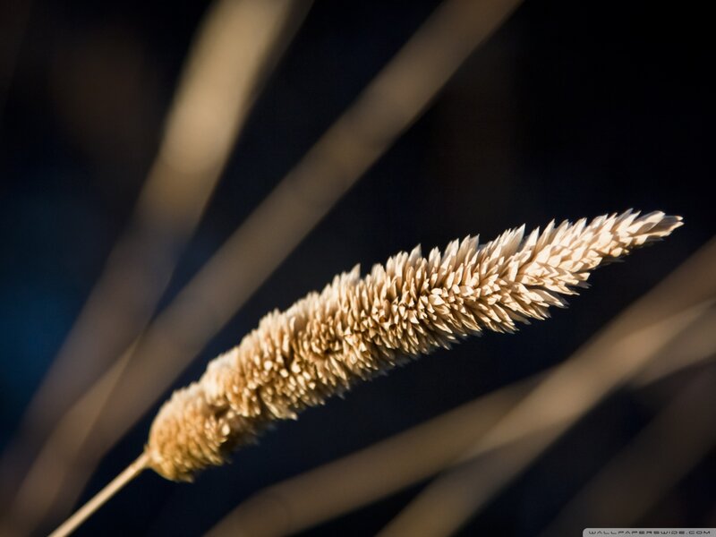 Single Dried Grass Seed Head