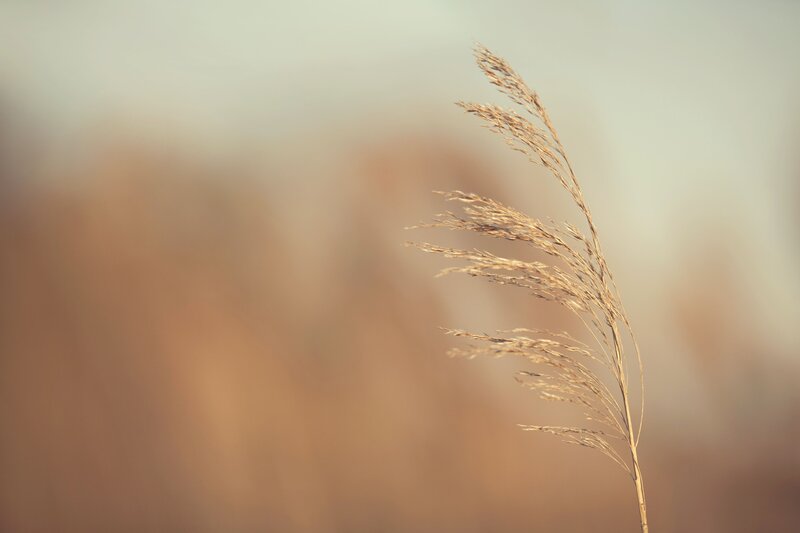 Single Dried Grass Stalk