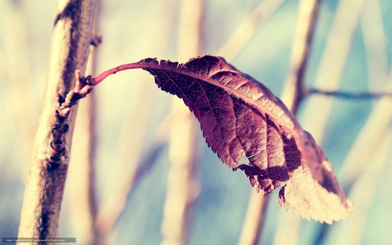 Single Dried Leaf on Branch