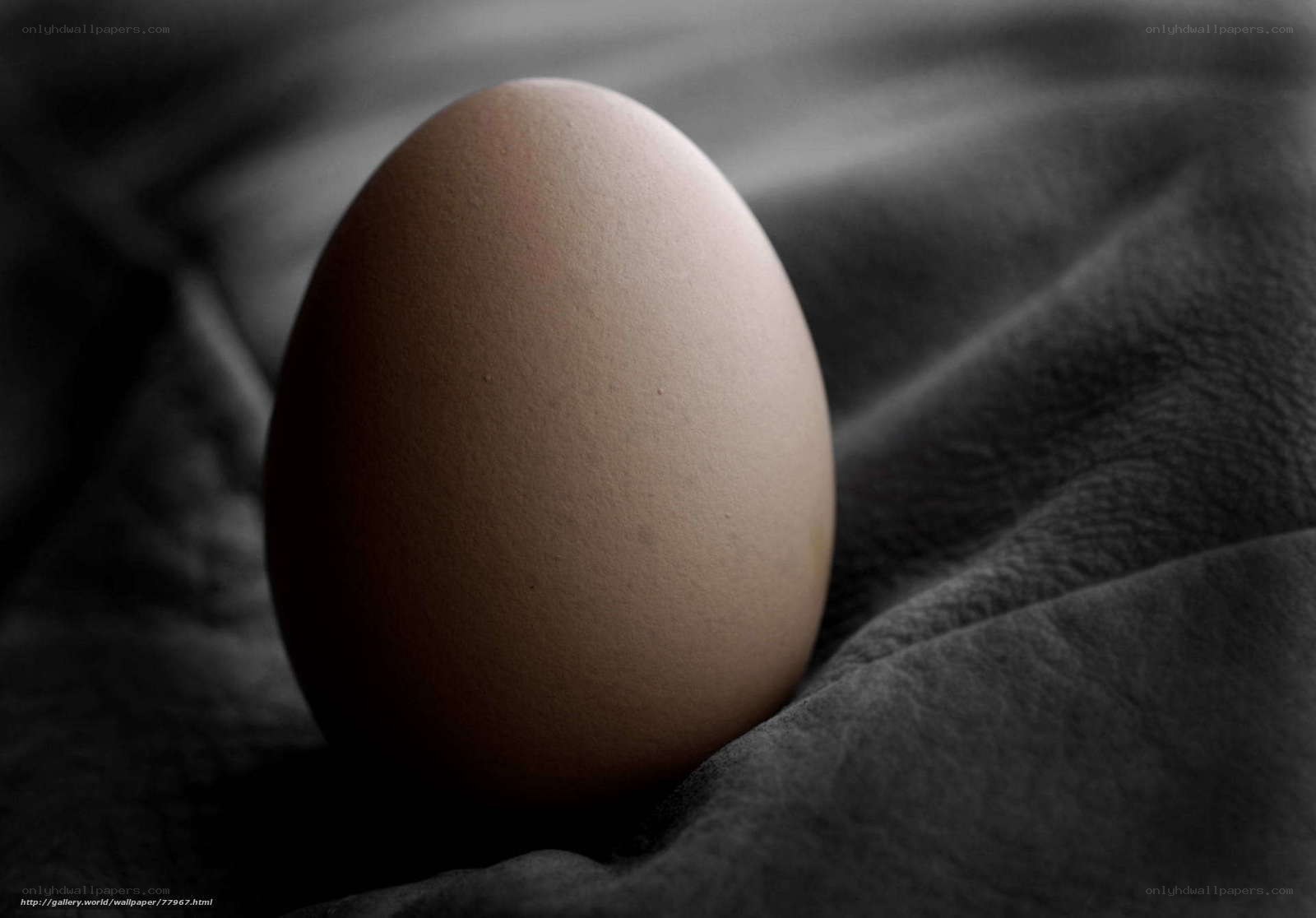 single egg on fabric