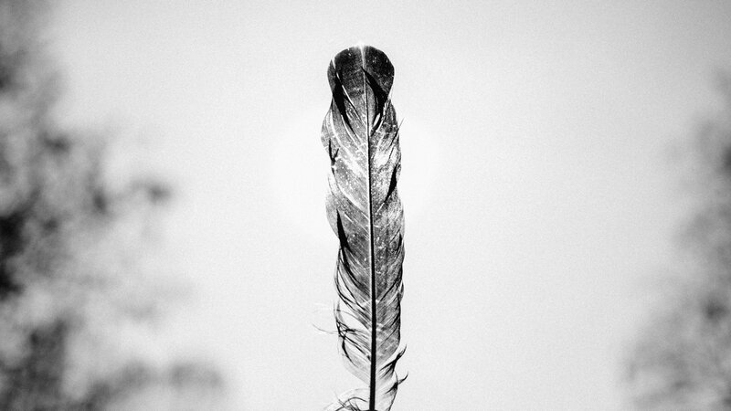 Single Feather in Focus