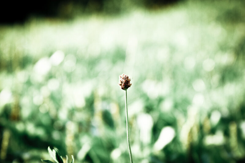 Single Flower Bud