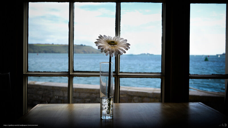 Single flower by the window