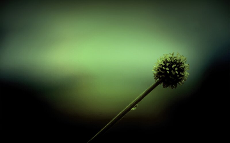 Single Flower Head