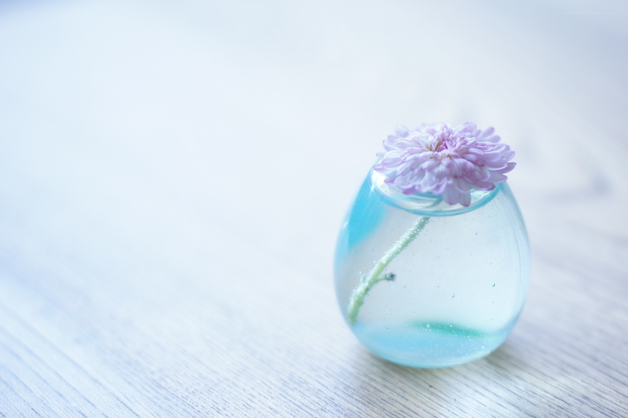 Single flower in a blue vase