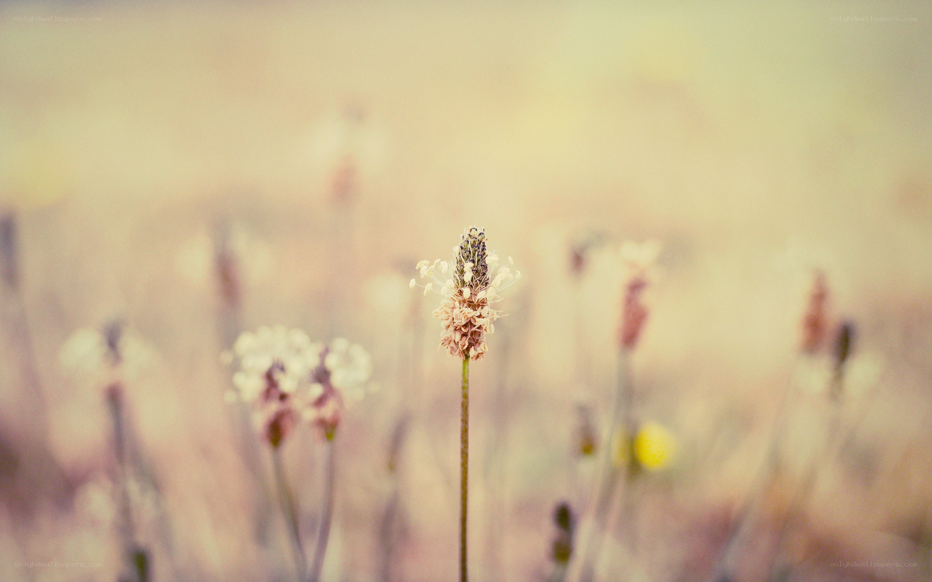 single flower in a field