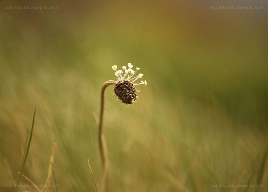 Single flower in a field