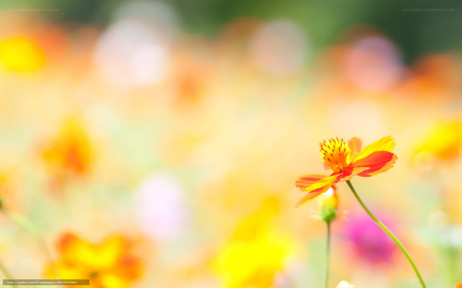 Single flower in a field