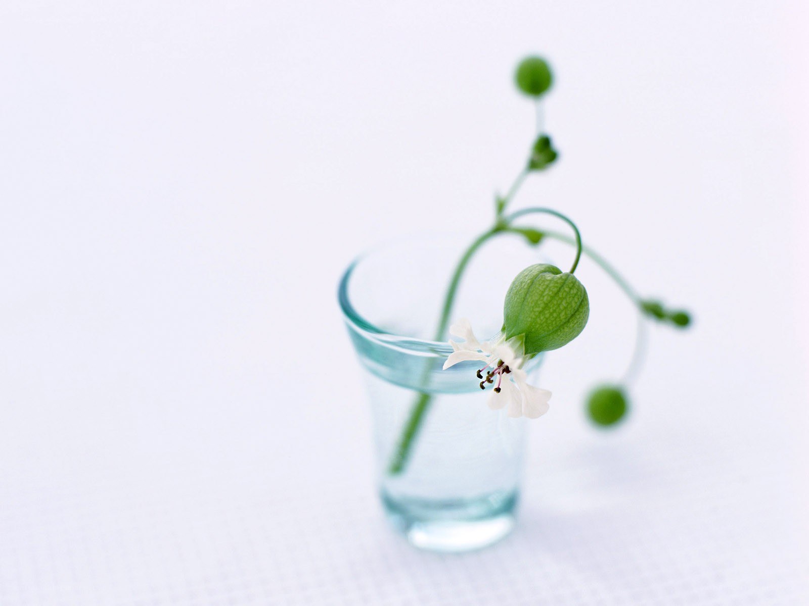 Single flower in a glass