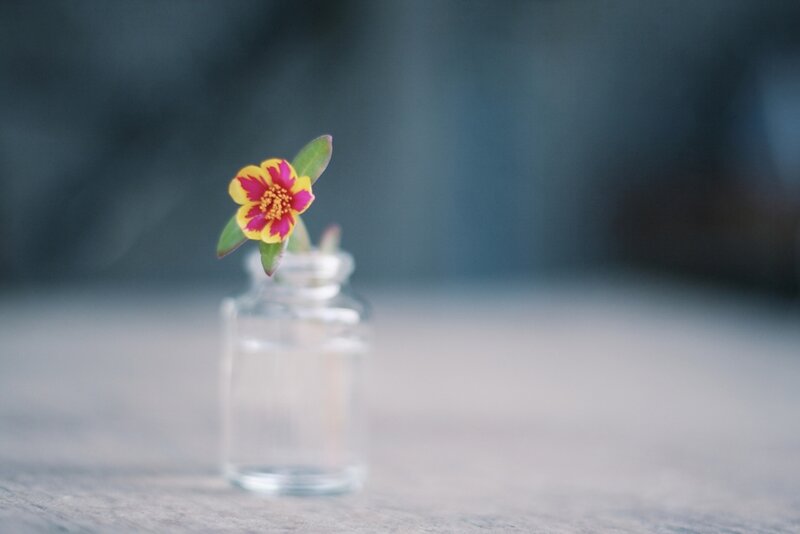 Single Flower in Bottle