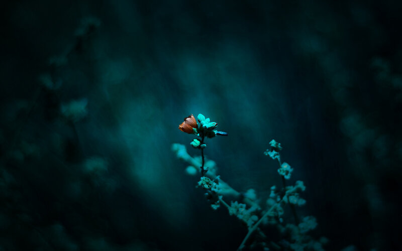 Single Flower in Dark