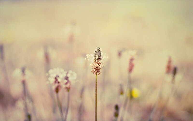 Single Flower in Field