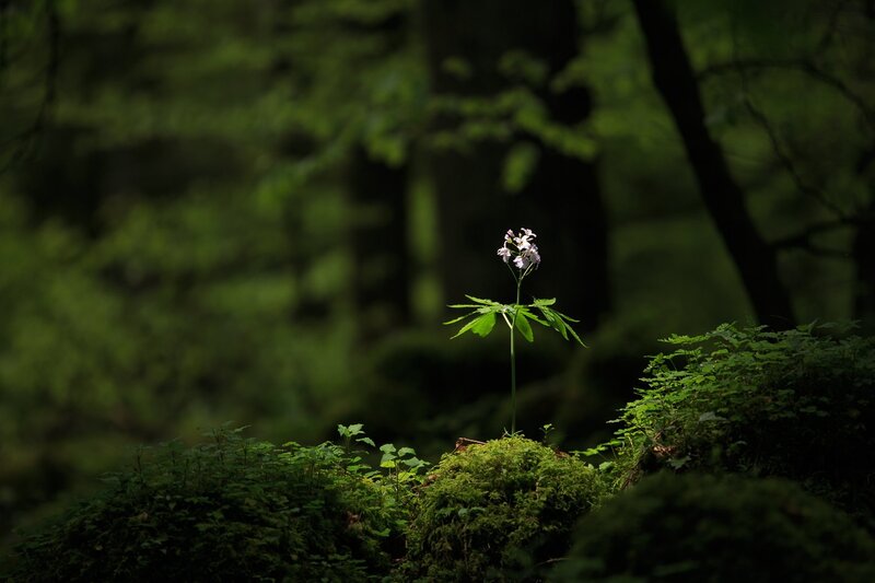 Single Flower in Forest — Green