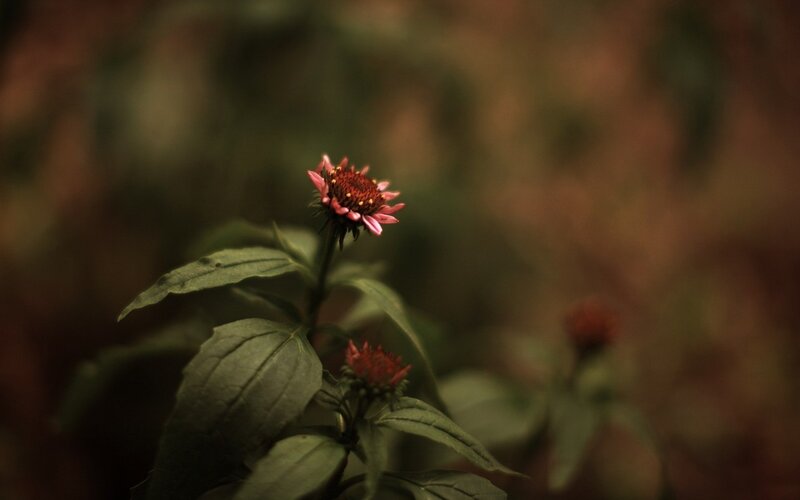 single flower in forest