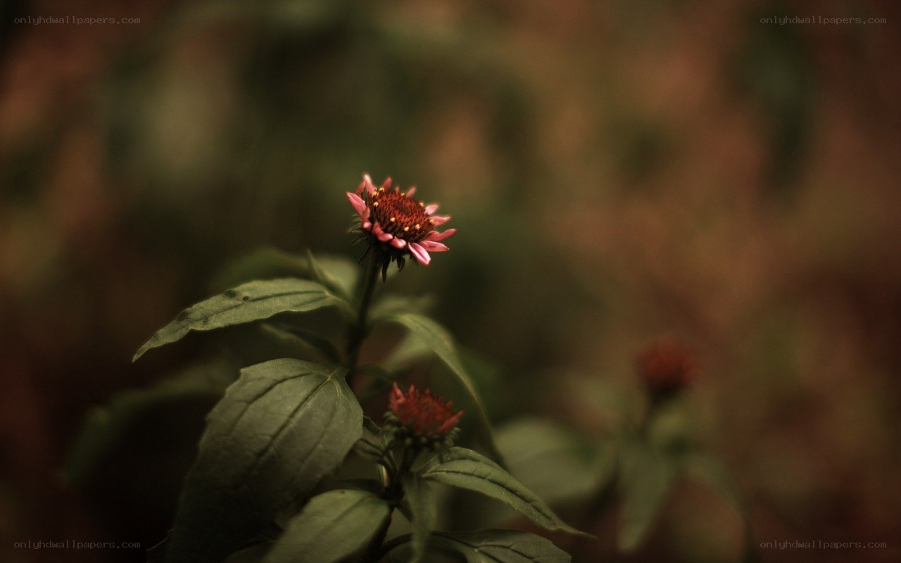 single flower in forest