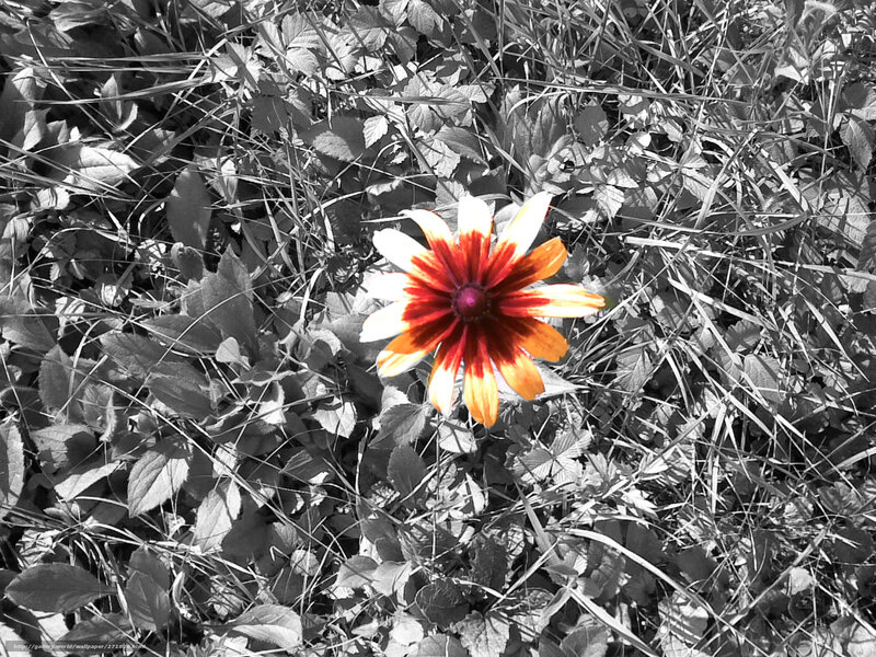 Single Flower in Grass — Red