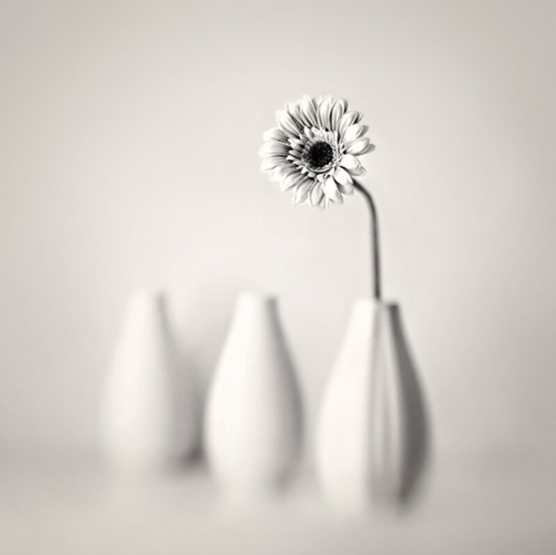 Single Flower in Vase