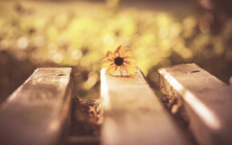 Single Flower on Bench