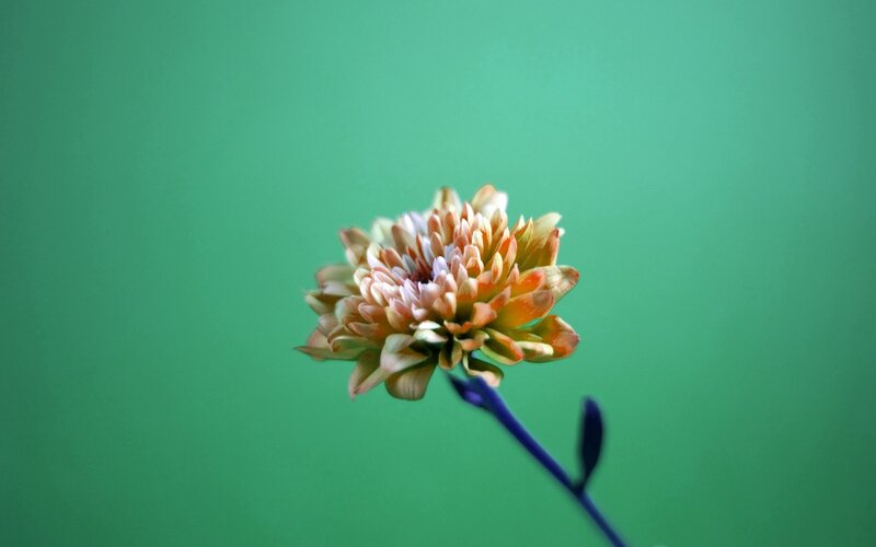single flower on green background