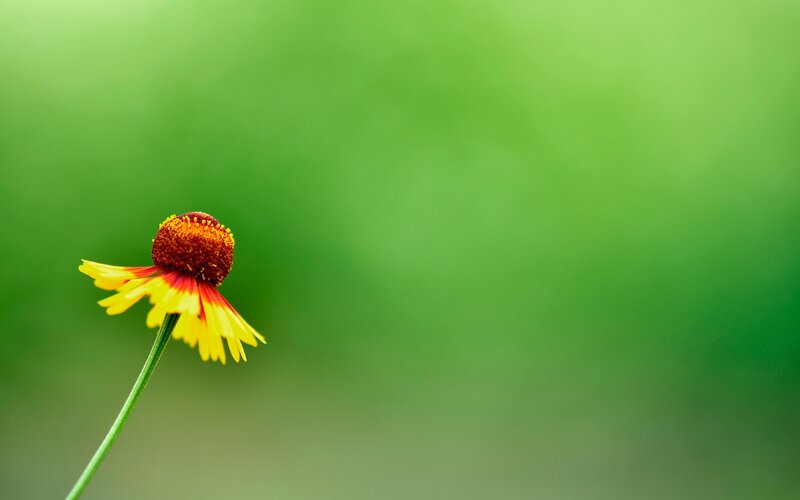 single flower on green background