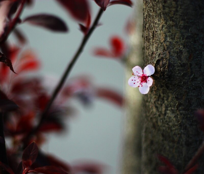 single flower on tree trunk