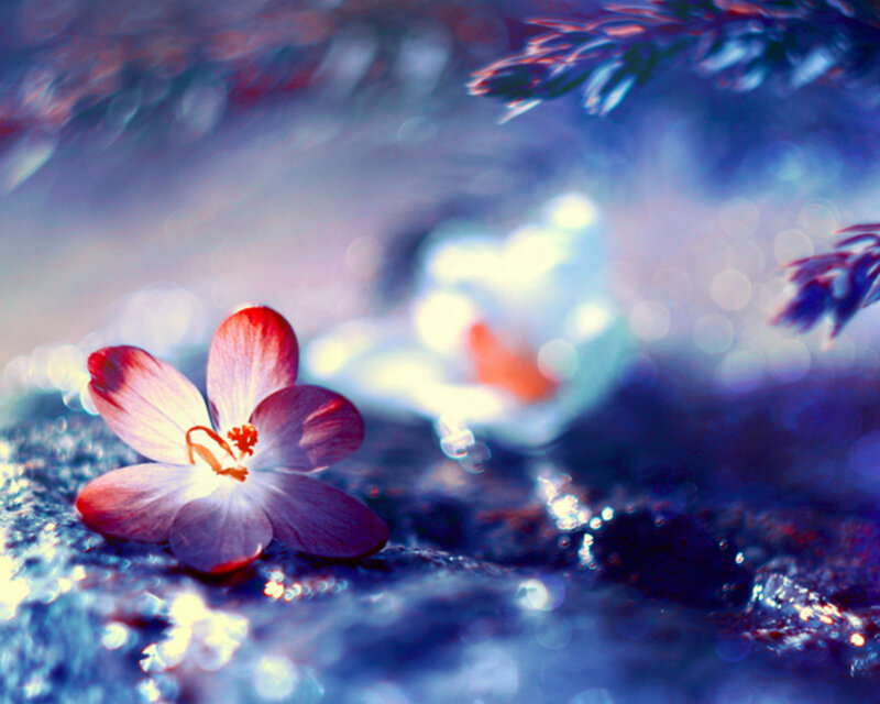 Single Flower on Water